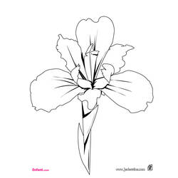 Disegno da colorare: fiori (Natura) #155064 - Pagine da Colorare Stampabili Gratuite