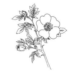 Disegno da colorare: fiori (Natura) #155149 - Pagine da Colorare Stampabili Gratuite