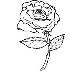 Disegno da colorare: Rose (Natura) #161864 - Pagine da Colorare Stampabili Gratuite