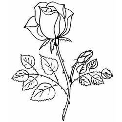 Disegno da colorare: Rose (Natura) #161867 - Pagine da Colorare Stampabili Gratuite