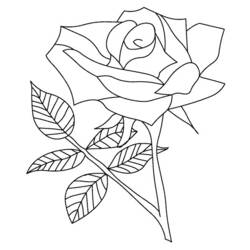Disegno da colorare: Rose (Natura) #161894 - Pagine da Colorare Stampabili Gratuite