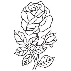 Disegno da colorare: Rose (Natura) #161899 - Pagine da Colorare Stampabili Gratuite