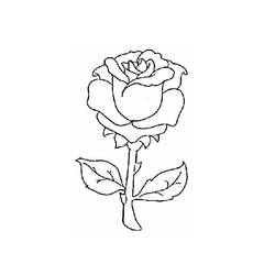 Disegno da colorare: Rose (Natura) #161907 - Pagine da Colorare Stampabili Gratuite