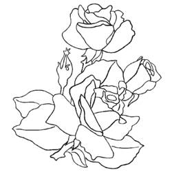Disegno da colorare: Rose (Natura) #161908 - Pagine da Colorare Stampabili Gratuite