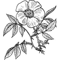 Disegno da colorare: Rose (Natura) #161921 - Pagine da Colorare Stampabili Gratuite