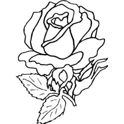 Disegno da colorare: Rose (Natura) #161922 - Pagine da Colorare Stampabili Gratuite