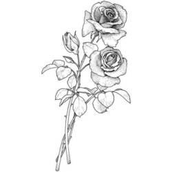 Disegno da colorare: Rose (Natura) #161948 - Pagine da Colorare Stampabili Gratuite