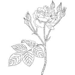 Disegno da colorare: Rose (Natura) #161953 - Pagine da Colorare Stampabili Gratuite