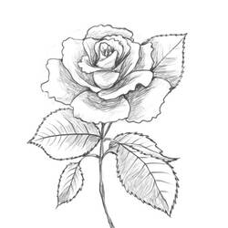 Disegno da colorare: Rose (Natura) #161955 - Pagine da Colorare Stampabili Gratuite