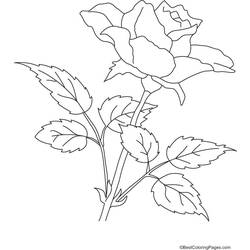 Disegno da colorare: Rose (Natura) #161964 - Pagine da Colorare Stampabili Gratuite