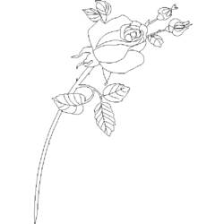 Disegno da colorare: Rose (Natura) #161965 - Pagine da Colorare Stampabili Gratuite