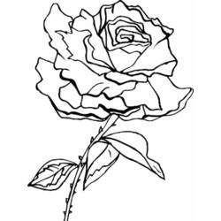 Disegno da colorare: Rose (Natura) #161966 - Pagine da Colorare Stampabili Gratuite