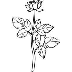 Disegno da colorare: Rose (Natura) #161973 - Pagine da Colorare Stampabili Gratuite
