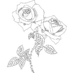 Disegno da colorare: Rose (Natura) #161977 - Pagine da Colorare Stampabili Gratuite