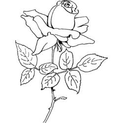 Disegno da colorare: Rose (Natura) #161981 - Pagine da Colorare Stampabili Gratuite