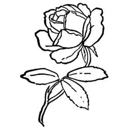 Disegno da colorare: Rose (Natura) #161989 - Pagine da Colorare Stampabili Gratuite