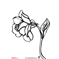 Disegno da colorare: Rose (Natura) #162026 - Pagine da Colorare Stampabili Gratuite
