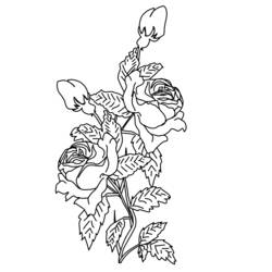 Disegno da colorare: Rose (Natura) #162066 - Pagine da Colorare Stampabili Gratuite