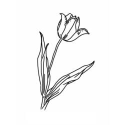 Disegno da colorare: Tulipano (Natura) #161641 - Pagine da Colorare Stampabili Gratuite