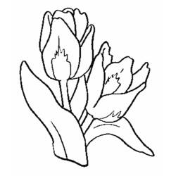 Disegno da colorare: Tulipano (Natura) #161648 - Pagine da Colorare Stampabili Gratuite