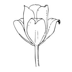 Disegno da colorare: Tulipano (Natura) #161657 - Pagine da Colorare Stampabili Gratuite