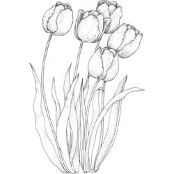 Disegno da colorare: Tulipano (Natura) #161658 - Pagine da Colorare Stampabili Gratuite