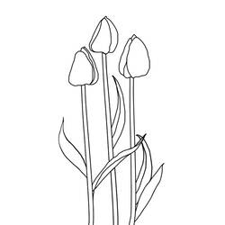 Disegno da colorare: Tulipano (Natura) #161667 - Pagine da Colorare Stampabili Gratuite