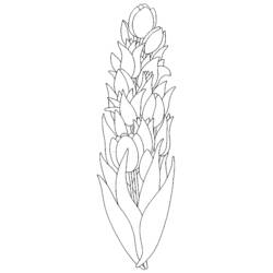 Disegno da colorare: Tulipano (Natura) #161675 - Pagine da Colorare Stampabili Gratuite
