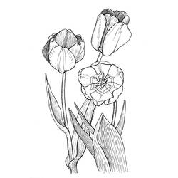 Disegno da colorare: Tulipano (Natura) #161692 - Pagine da Colorare Stampabili Gratuite