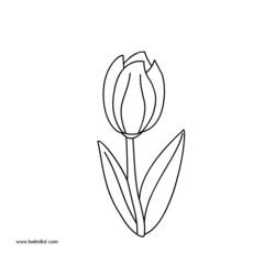 Disegno da colorare: Tulipano (Natura) #161723 - Pagine da Colorare Stampabili Gratuite