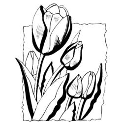 Disegno da colorare: Tulipano (Natura) #161730 - Pagine da Colorare Stampabili Gratuite