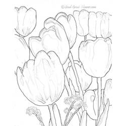 Disegno da colorare: Tulipano (Natura) #161750 - Pagine da Colorare Stampabili Gratuite