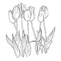 Disegno da colorare: Tulipano (Natura) #161776 - Pagine da Colorare Stampabili Gratuite