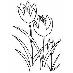 Disegno da colorare: Tulipano (Natura) #161785 - Pagine da Colorare Stampabili Gratuite