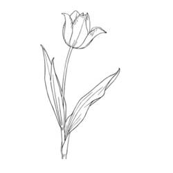 Disegno da colorare: Tulipano (Natura) #161787 - Pagine da Colorare Stampabili Gratuite
