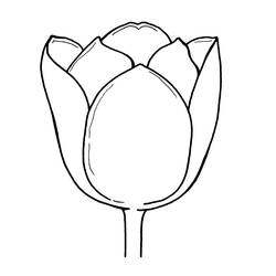 Disegno da colorare: Tulipano (Natura) #161799 - Pagine da Colorare Stampabili Gratuite