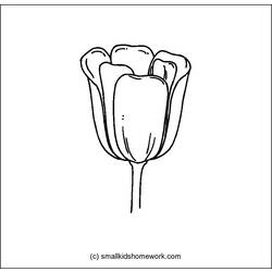 Disegno da colorare: Tulipano (Natura) #161803 - Pagine da Colorare Stampabili Gratuite